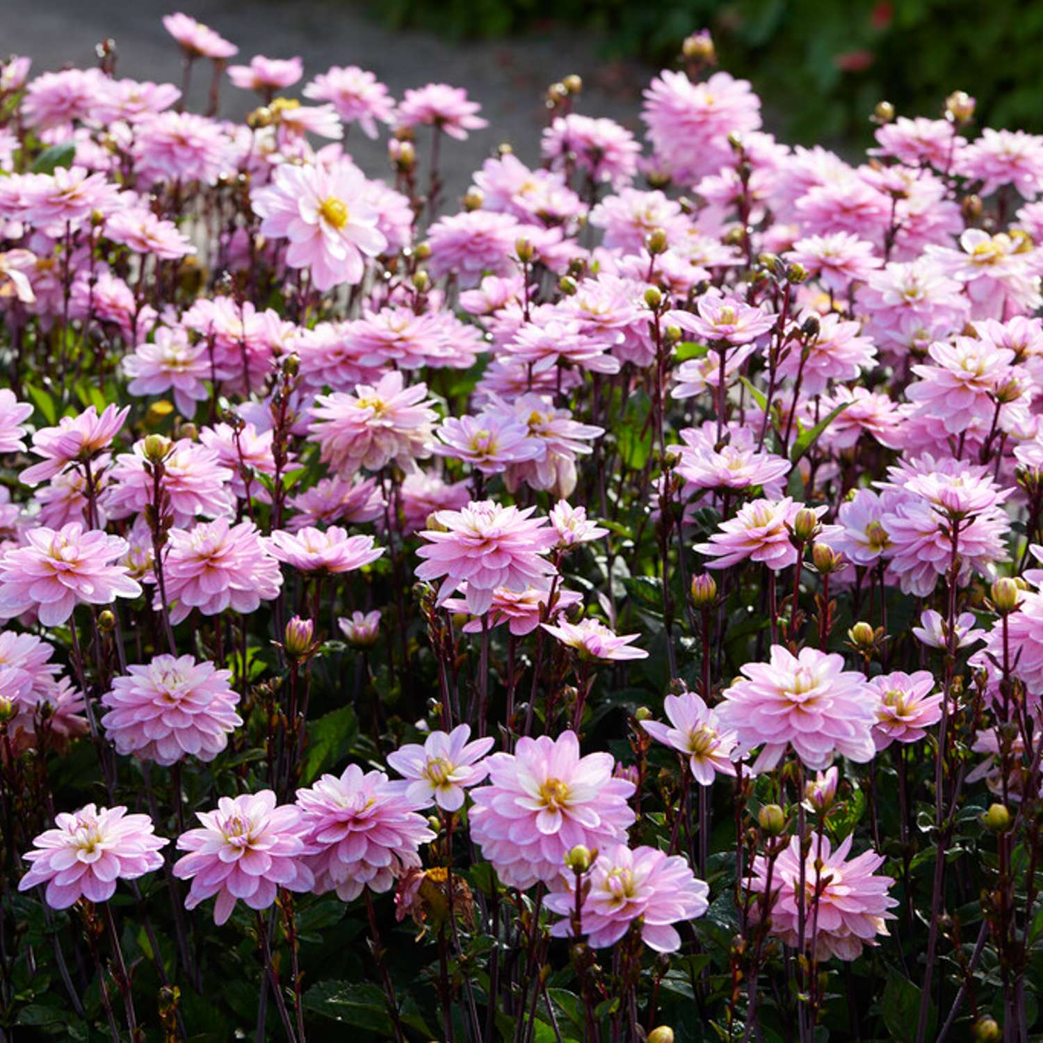 Dahlie ‘Pacific Jewel’ - Dahlia